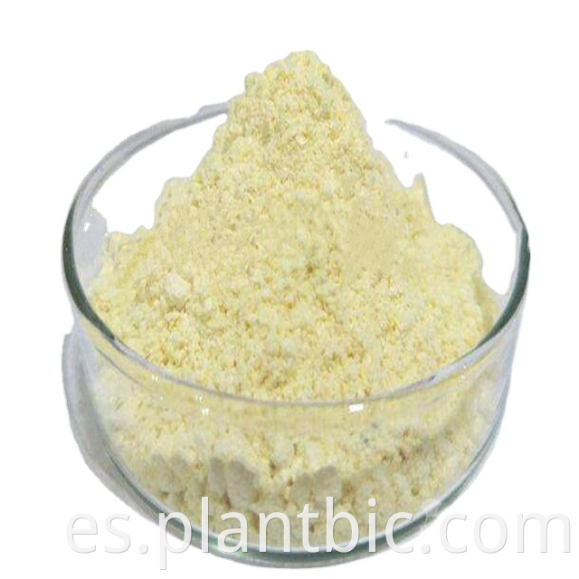 Venta caliente: Extracto de Ashitaba Natural 100: 1 Ashitaba Chalcone Powder